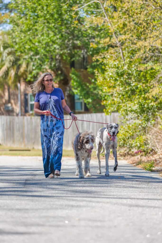 Forget Me Not Dog Training - A woman strolls down a sunny Charleston street in South Carolina, guiding two large dogs with ease. She's clad in a blue shirt and patterned pants, while trees and a fence quietly frame the picturesque scene.