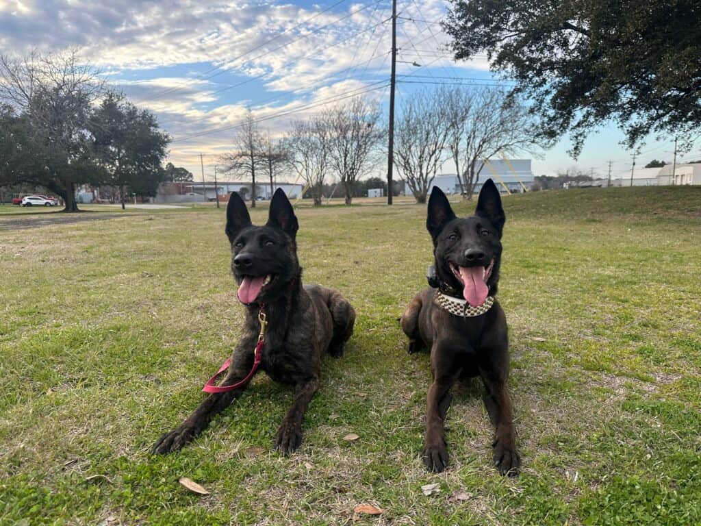 Forget Me Not Dog Training - Two dark-coated dogs with tongues out lie on grass under a partly cloudy sky, embodying the playful spirit of puppies. Trees and buildings typical of Charleston, South Carolina, paint the serene background.