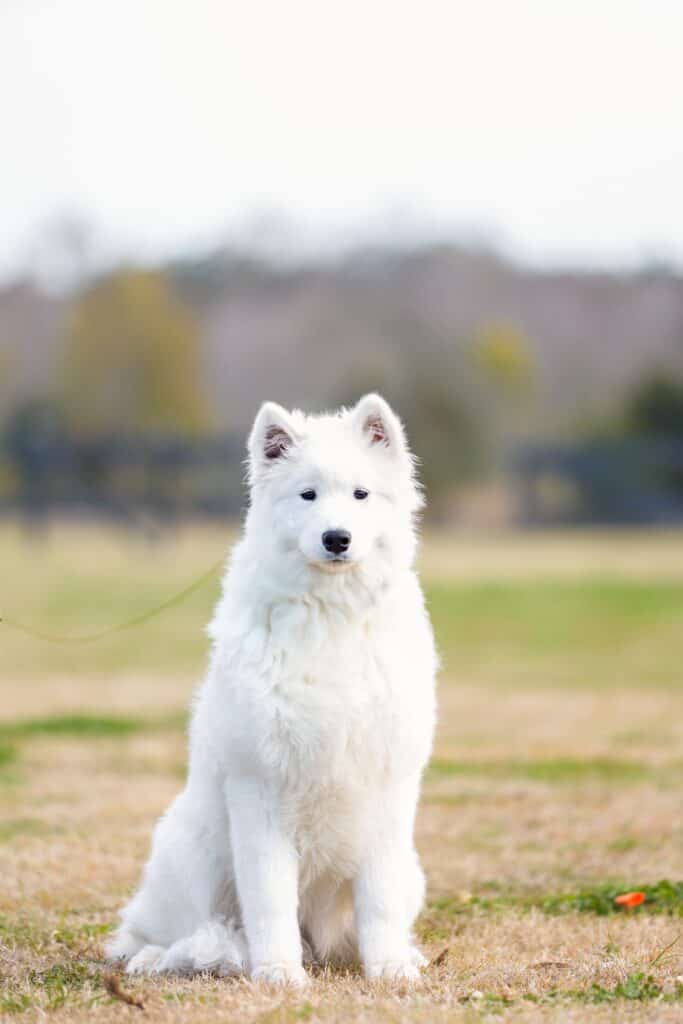 Forget Me Not Dog Training - A white fluffy puppy sits on the grass in a Charleston park, framed by a blurred backdrop of trees and sky.