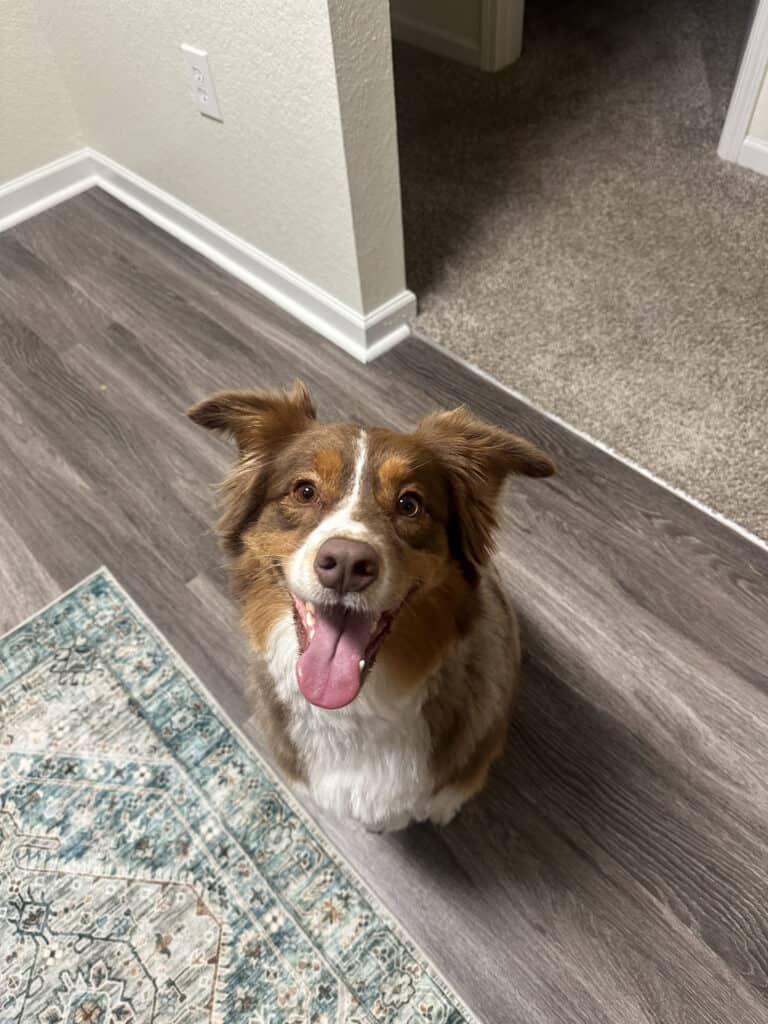 Forget Me Not Dog Training - A brown and white puppy, ears perked up, sits on a wooden floor beside a patterned rug in South Carolina, looking up with its tongue out.