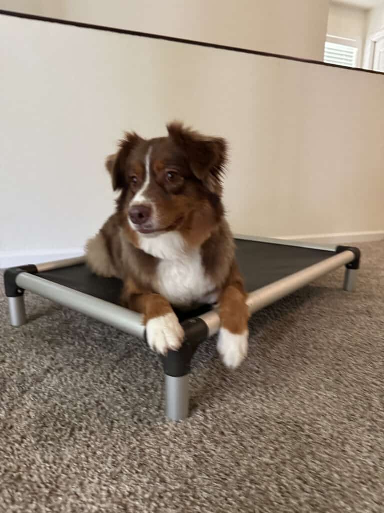 Forget Me Not Dog Training - A brown and white dog lounges comfortably on a raised pet bed, nestled on a cozy carpet indoors, reminiscent of the charming style found in Charleston, South Carolina.