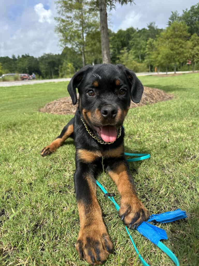 Forget Me Not Dog Training - In a picturesque Charleston park, a charming Rottweiler puppy lies on the grass with its blue leash. Tongue out, it enjoys the day with towering trees and a winding path in the background.