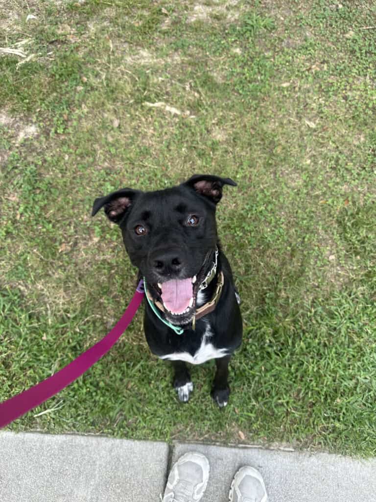 Forget Me Not Dog Training - In a verdant Charleston park, a black and white dog sits on the grass, looking up with perked ears and mouth open, proudly wearing a collar and leash.
