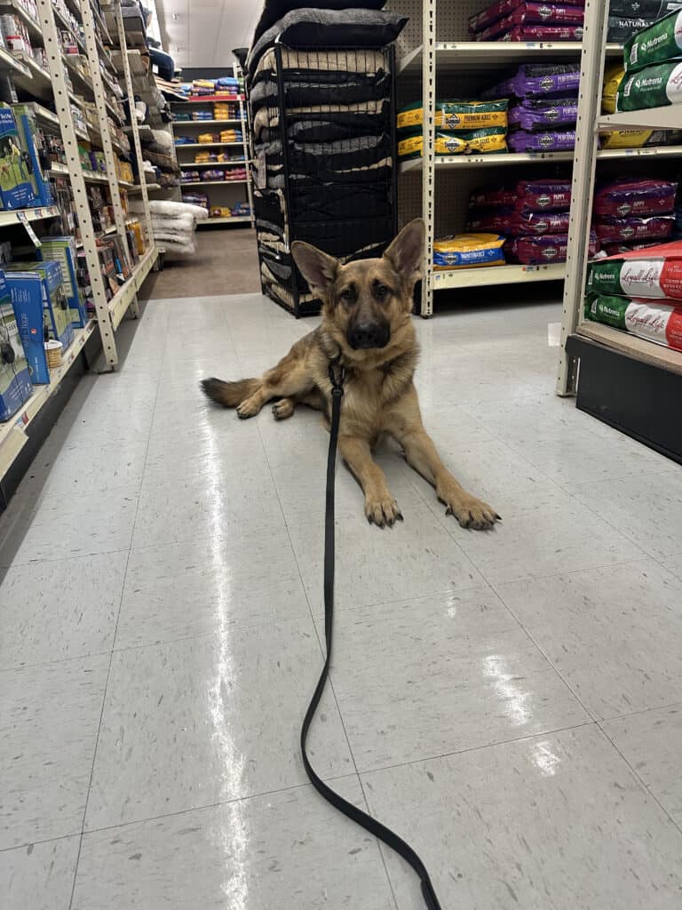 Forget Me Not Dog Training - A German Shepherd puppy lies on the floor of a pet store aisle in Charleston, South Carolina, surrounded by shelves stocked with bags of pet food and supplies, with a leash trailing in front.