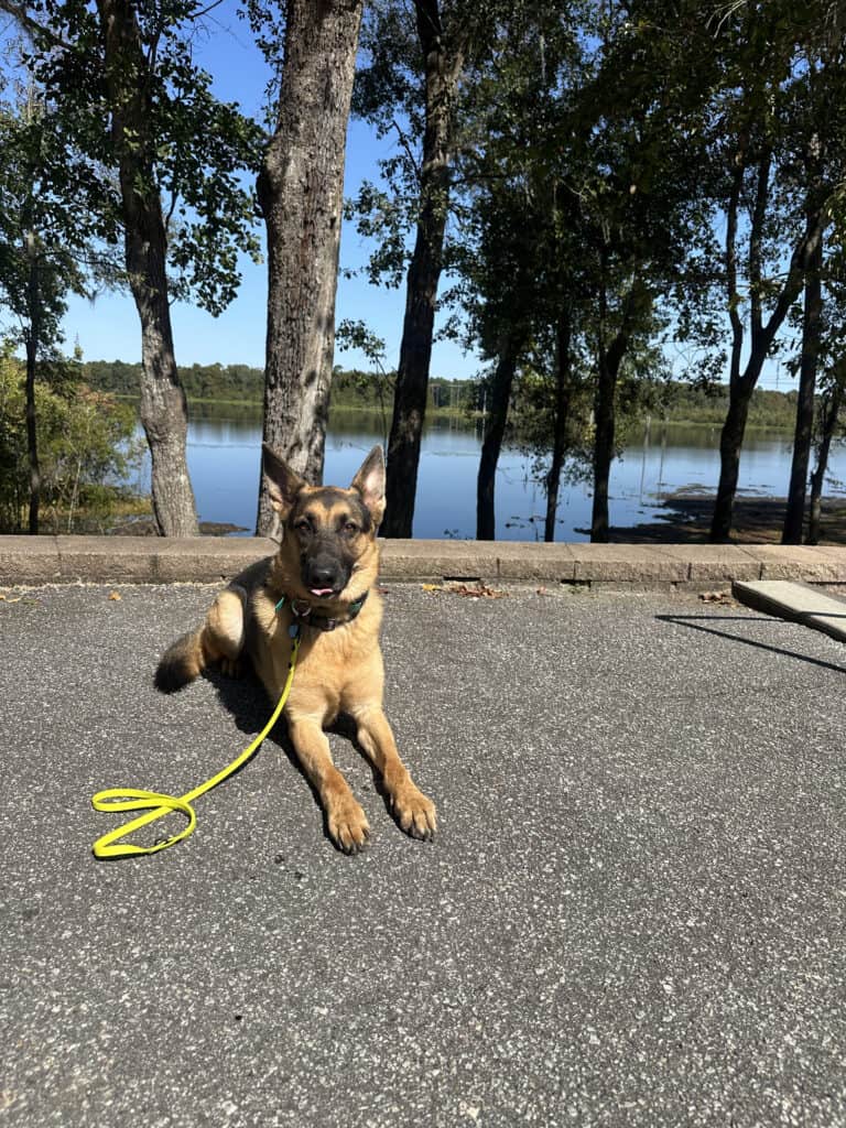 Forget Me Not Dog Training - A German Shepherd with a yellow leash lies on a paved path near a lake in Charleston, South Carolina, surrounded by trees under a clear blue sky.