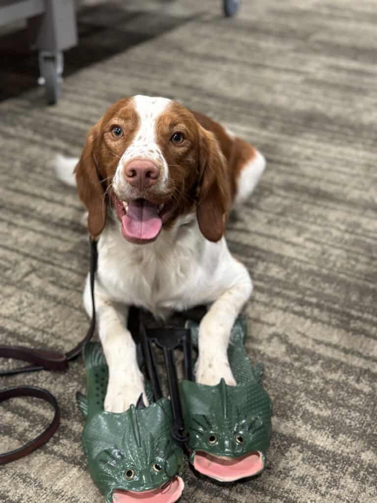 Forget Me Not Dog Training - A brown and white dog from Charleston lies on the carpet, its front paws resting on a pair of green fish-shaped slippers, looking intently at the camera.