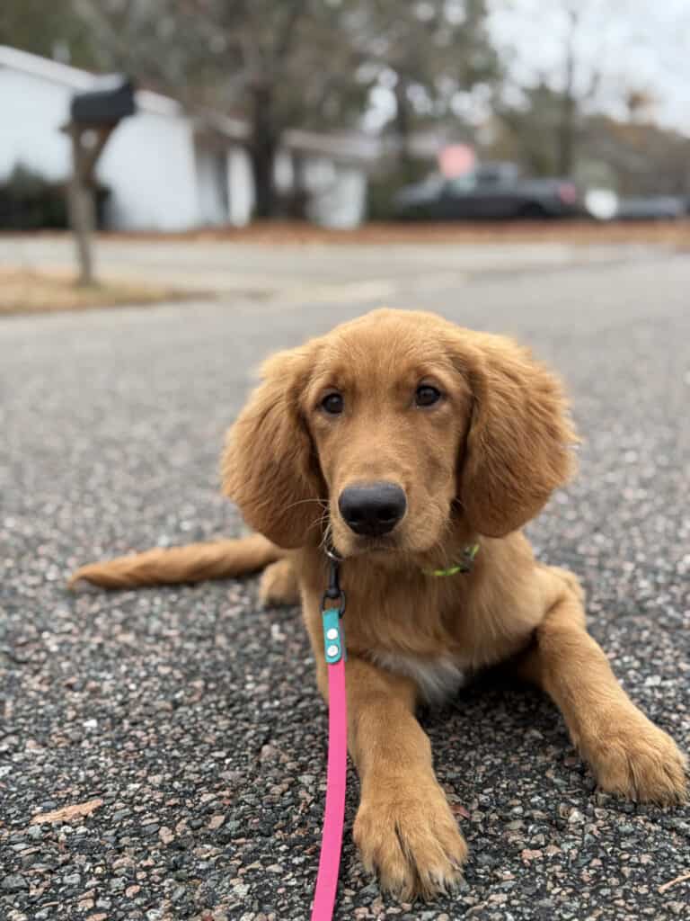 Forget Me Not Dog Training - A golden retriever puppy, with a pink leash, lies on a paved street in South Carolina, surrounded by charming houses and trees.