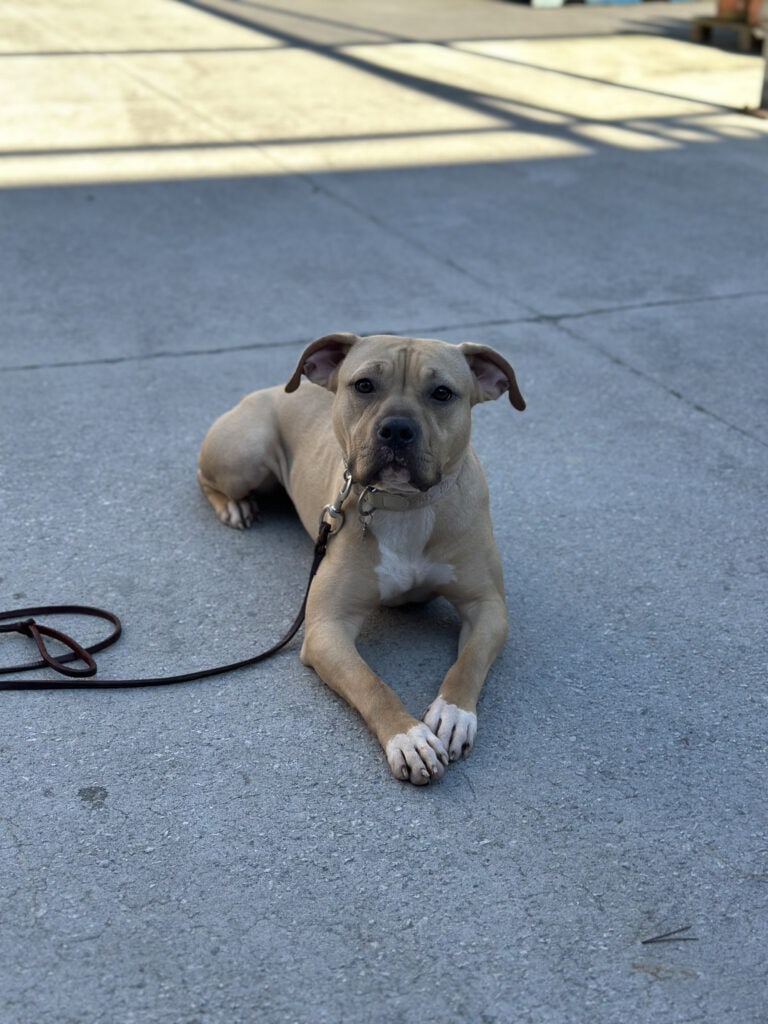 Forget Me Not Dog Training - A tan puppy with a white chest and paws lies on a concrete surface in South Carolina, looking forward. It is attached to a brown leash.