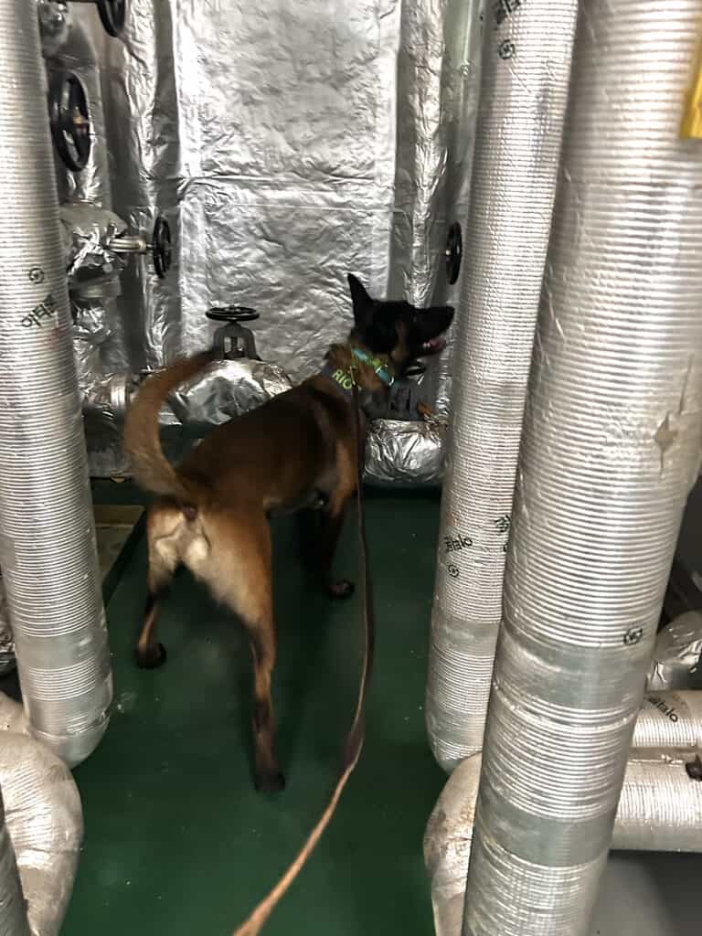Forget Me Not Dog Training - A leashed dog stands on a green floor surrounded by large, insulated pipes in an industrial setting, looking back toward the camera.