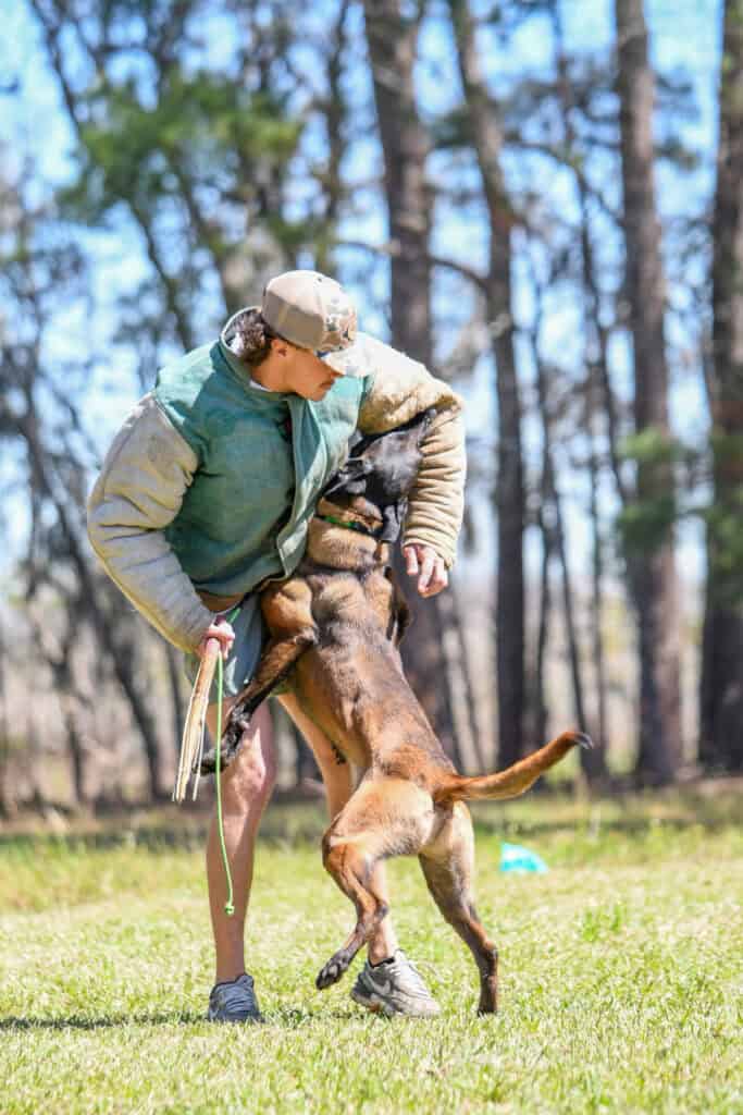 Forget Me Not Dog Training - A person in protective gear is interacting with a large dog that is jumping up and biting the padded sleeve during an outdoor training session.