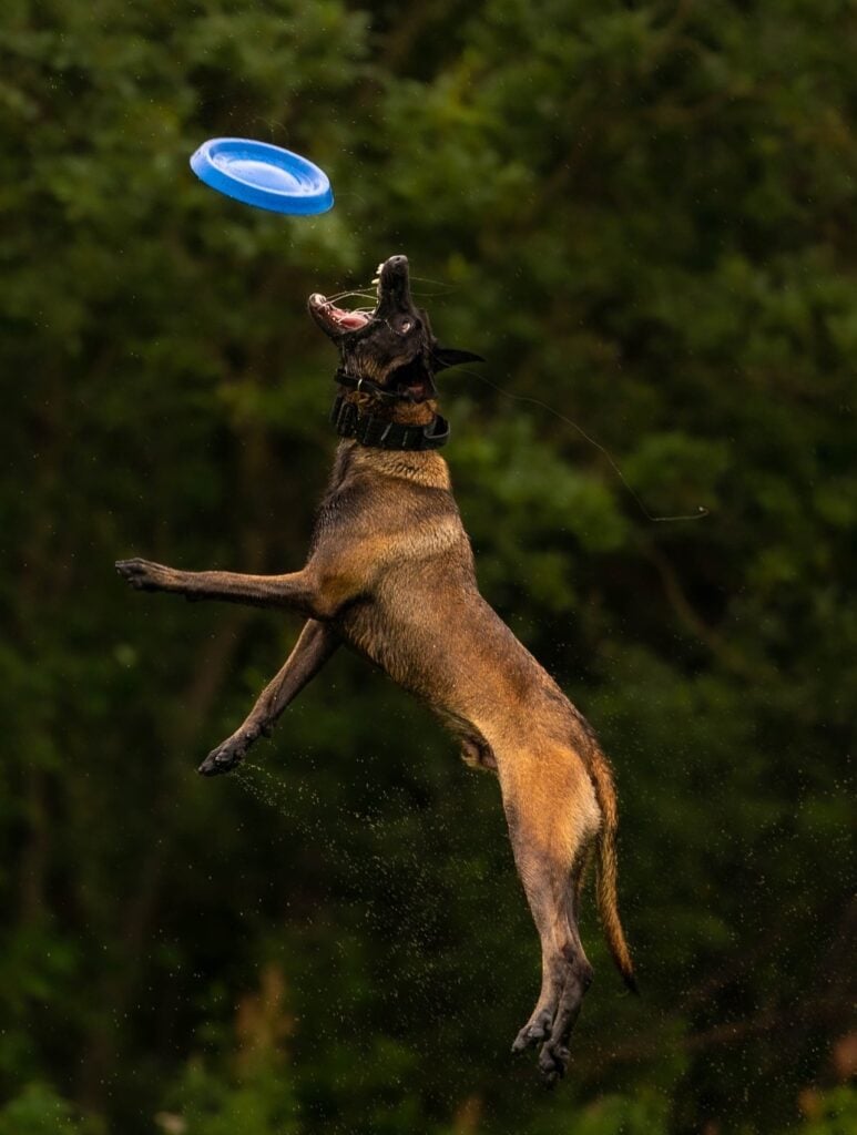 Forget Me Not Dog Training - A Belgian Malinois dog jumps in midair, mouth open, reaching for a blue frisbee against a blurred green background.